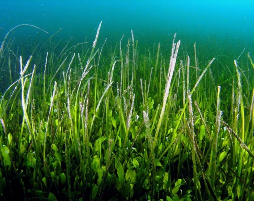Oceanografía desdice a la Comunidad y no ve 