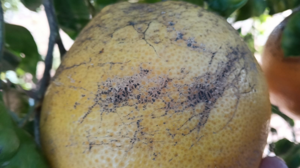 Daños por rameado en Valencia Late. 