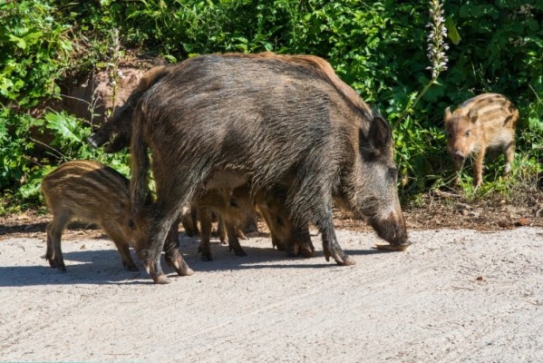 La Unió afirma que se producen 4 accidentes por sobrepoblación animal al día, sobre todo jabalíes
