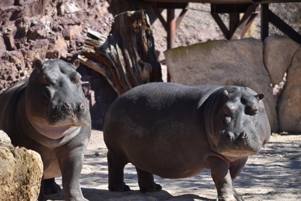  Los hipopótamos Lolita, Guitarra y Popi 'montan' una fiesta en Terra Natura de Murcia