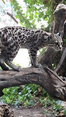 Terra Natura Benidorm incorpora un nuevo margay dentro del Programa Europeo de Conservación de la especie