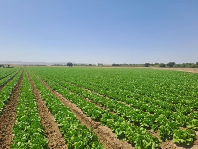 La alcazareña Kernel Export da entrada a G´s España en su consejo de administración tras la venta