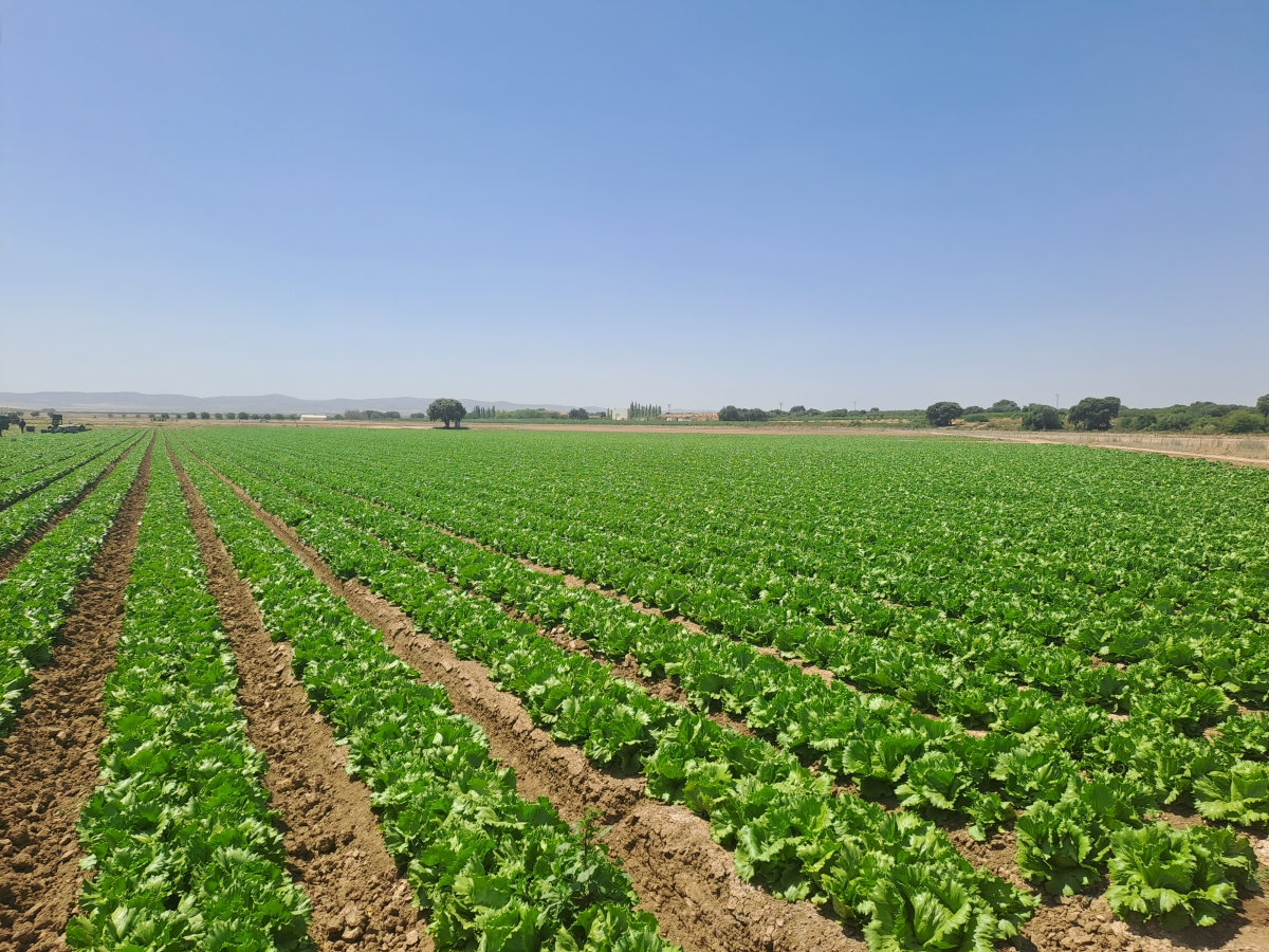 Finca de lechuga de Kernel Export.