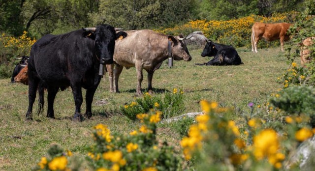 El Consell plantea reconocer e incentivar la ganadería extensiva para prevenir incendios