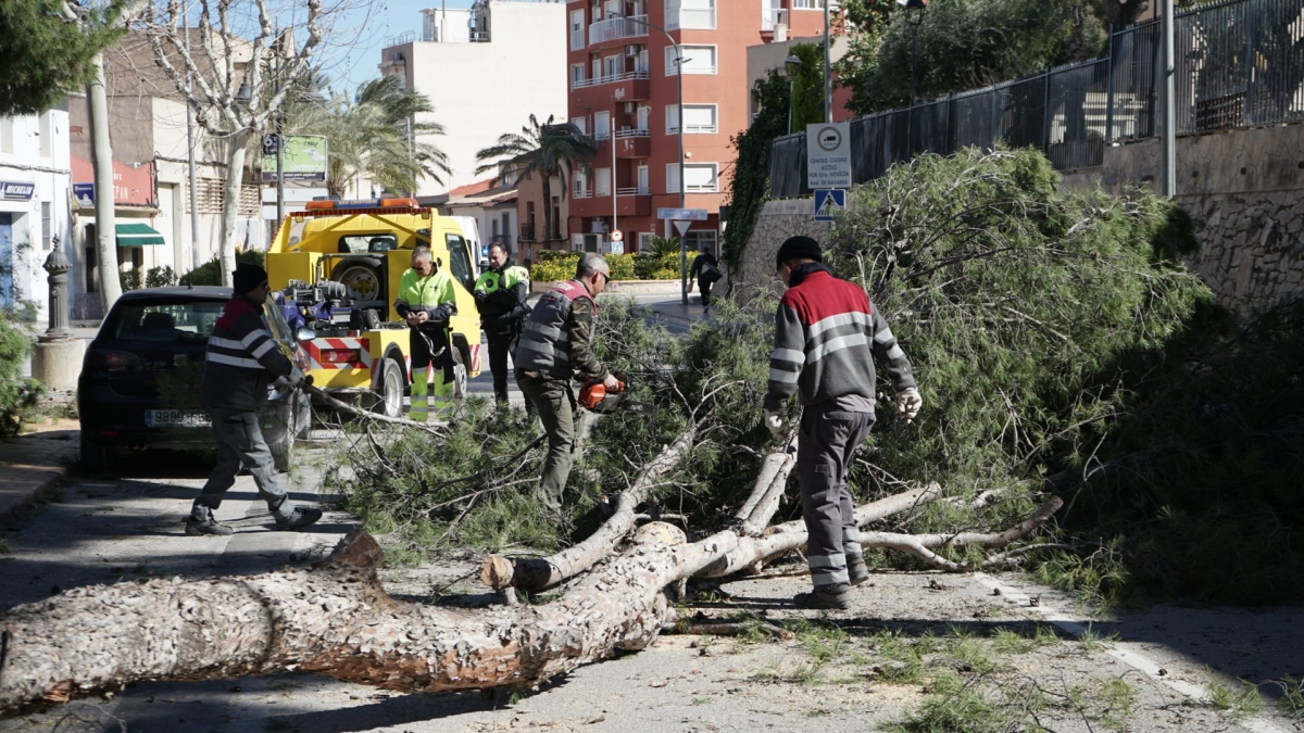 Los efectos del temporal: vientos de hasta 131 km/h con caída de un árbol en Aspe sin daños personales