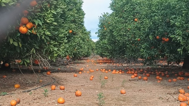 Organizaciones agrarias cifran en hasta 30 millones las pérdidas en el campo por los temporales de viento