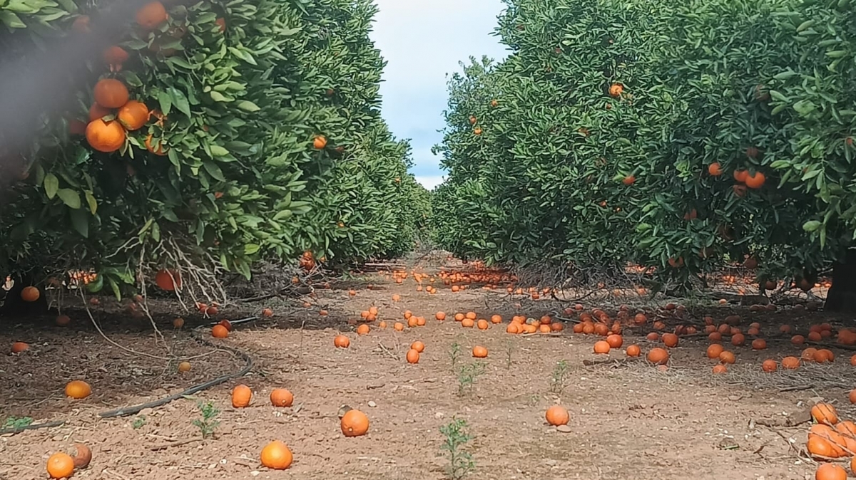 Organizaciones agrarias cifran en hasta 30 millones las pérdidas en el campo por los temporales de viento