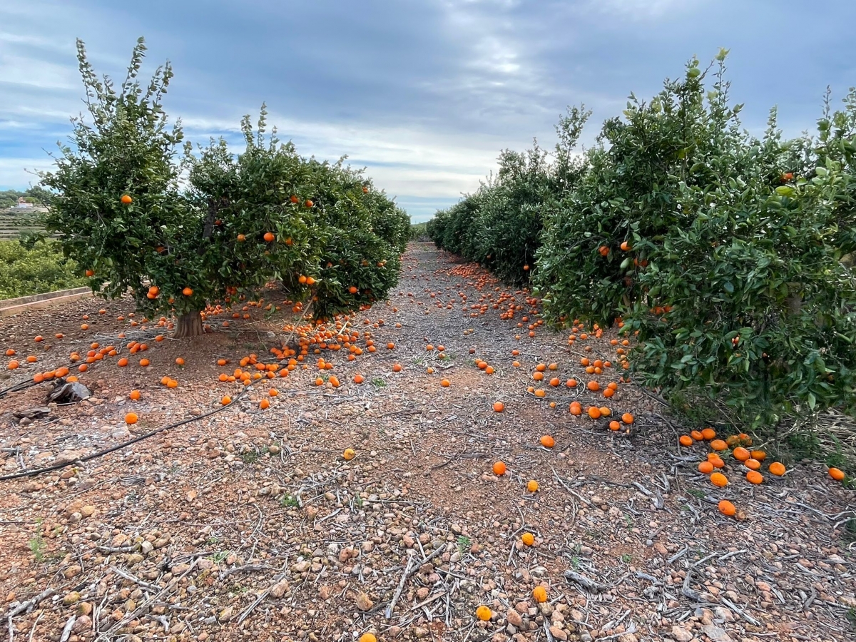 El rastro del viento en la agricultura de Castellón: casi 10 millones de euros de pérdidas en cítricos, aguacate y hortalizas