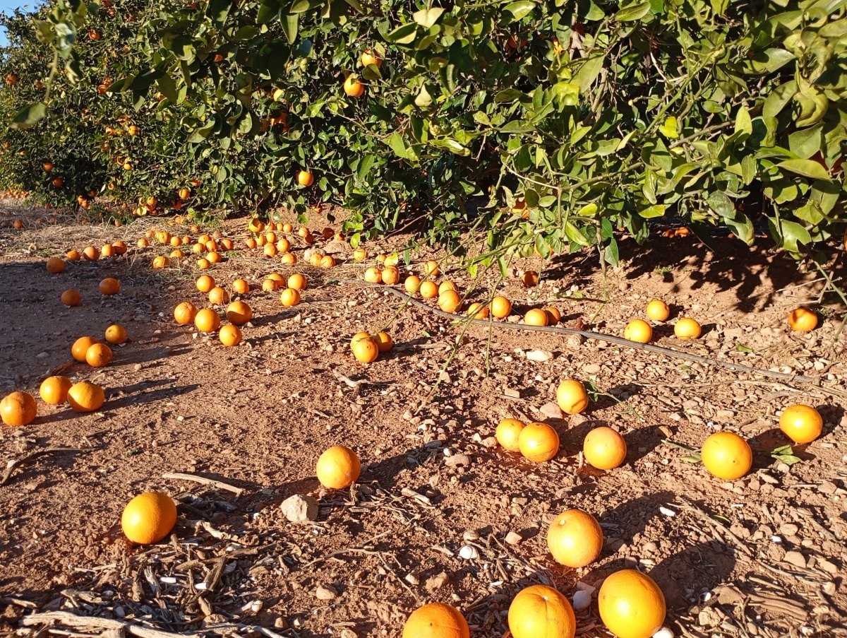 Cítricos en el suelo por efecto del viento. 