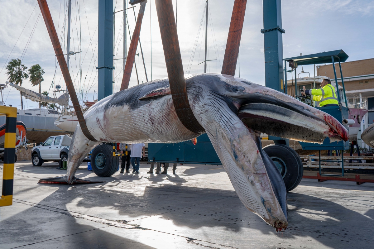 - Foto: OCEANOGRÀFIC