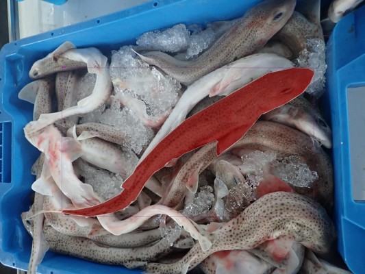 Investigadores de la UA presentan un sistema basado en IA para identificar tiburones y rayas