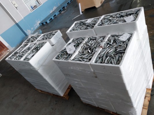 Inspectores de Pesca Marítima del Estado decomisan 760 kilos de sardina de talla ilegal en Burriana 