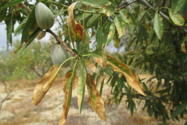 La Unió alerta de que Bruselas destina solo 8 millones al año a sanidad vegetal y pide blindar las plagas que amenazan a los cítricos