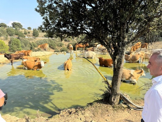 90 explotaciones ganaderas reciben 4 millones de litros de agua para garantizar la supervivencia de reses