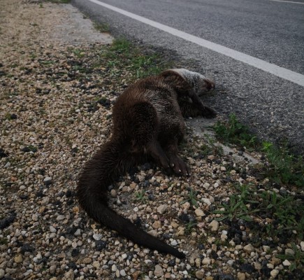 Ahsa denuncia un nuevo atropello a una nutria en la carretera de El Hondo que conecta Elche con Dolores