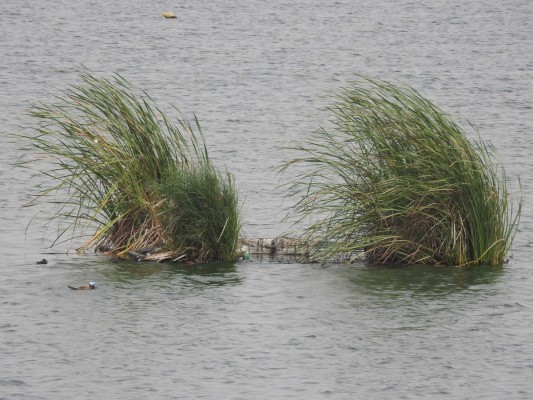 La EDAR de Cabezo Beaza registra 42 especies y 1.855 aves este invierno