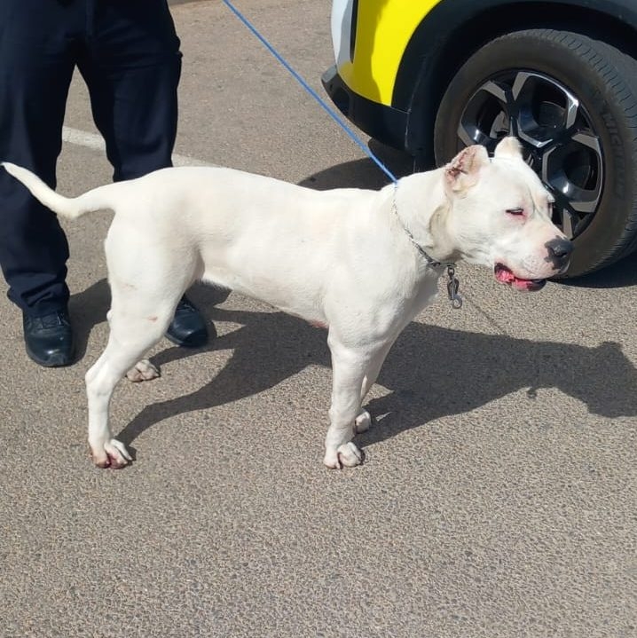 San Pedro ya busca la empresa que cuide a los animales abandonados del municipio