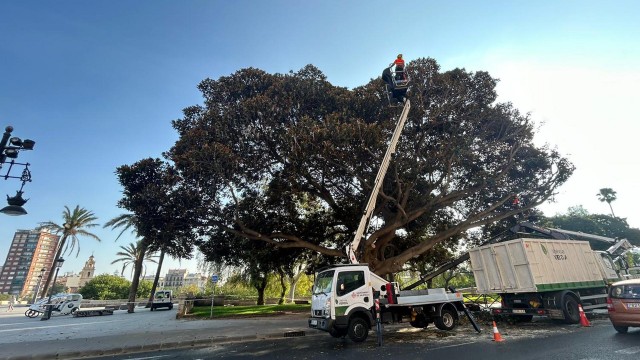 Concluye la poda del ficus monumental junto a las Torres de Serranos