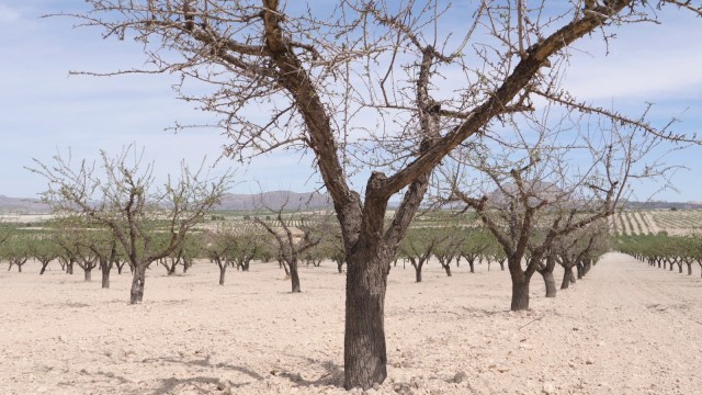 Un mal año de la almendra pone en jaque a los agricultores de la Región: menos cosecha y más costes de producción
