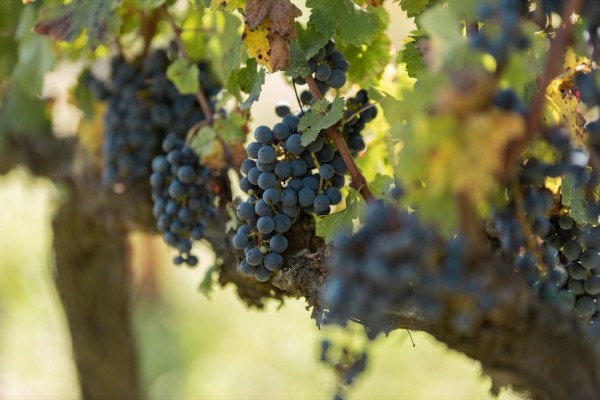 La UE aprueba nuevas ayudas al vino y el etiquetado 