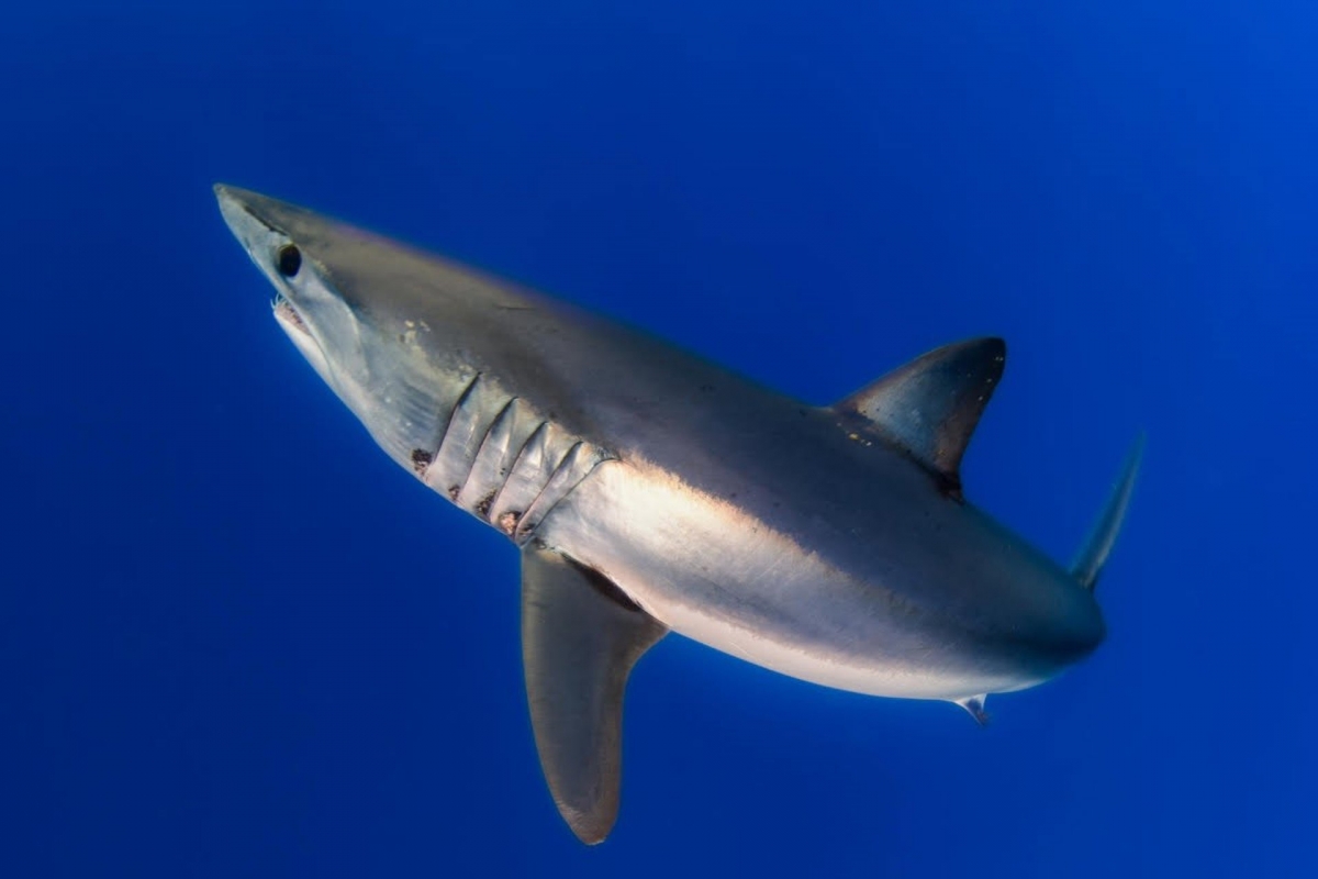 Un estudio identifica 'puntos calientes' de tiburones y rayas frente a Cabo de Palos y Mazarrón