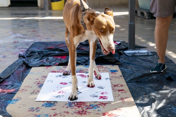 El Villarreal CF lanza el 'arte canino' para fomentar la adopción de perros en colaboración con Aupa