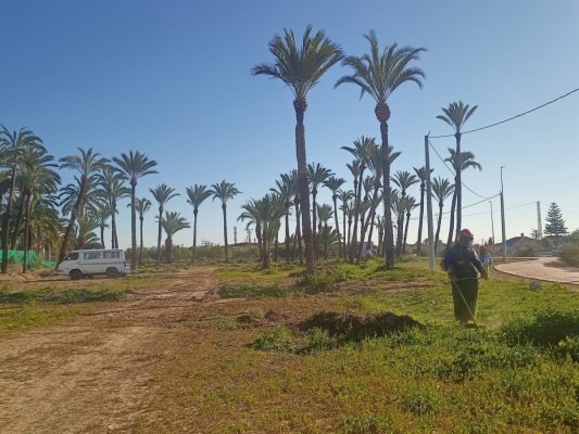 Elche sigue con el acondicionamiento de huertos privados de palmeras: ahora el de Bosquet y otros en agenda