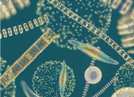 Aimplas participa en un proyecto para desarrollar 10 productos a base de algas para cinco sectores clave