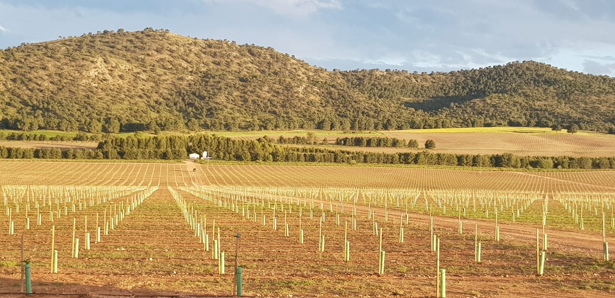 Atitlan y Santander crean la marca 'Pistakio' para aglutinar su negocio de pistachos