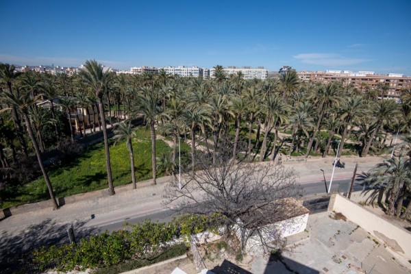 La Unesco revisó en 2024 la situación del palmeral de Elche: advierte del urbanismo, falta de recursos o el clima