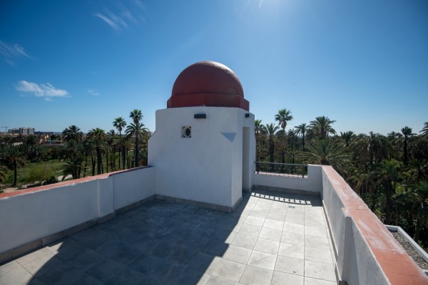 El plan de ordenación de Medio Ambiente en Elche prevé reforzar el personal para gestión del palmeral