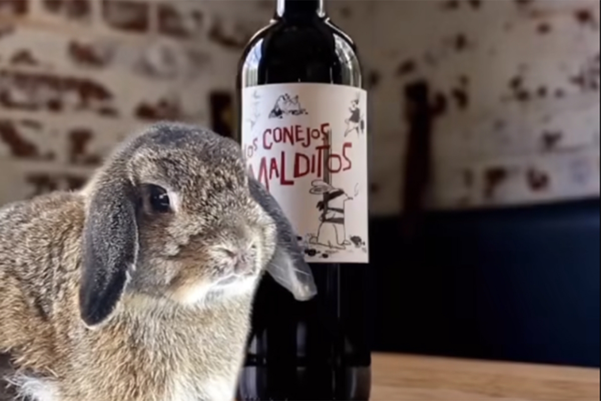 Leonardo Di Caprio se declara un enamorado de los vinos españoles