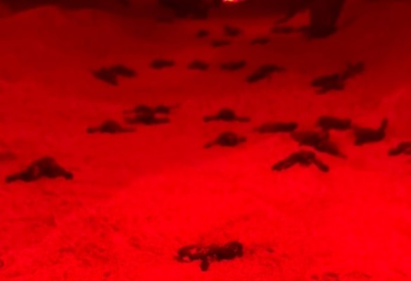 Nacen 68 neonatos de tortuga boba en la playa de la Punta