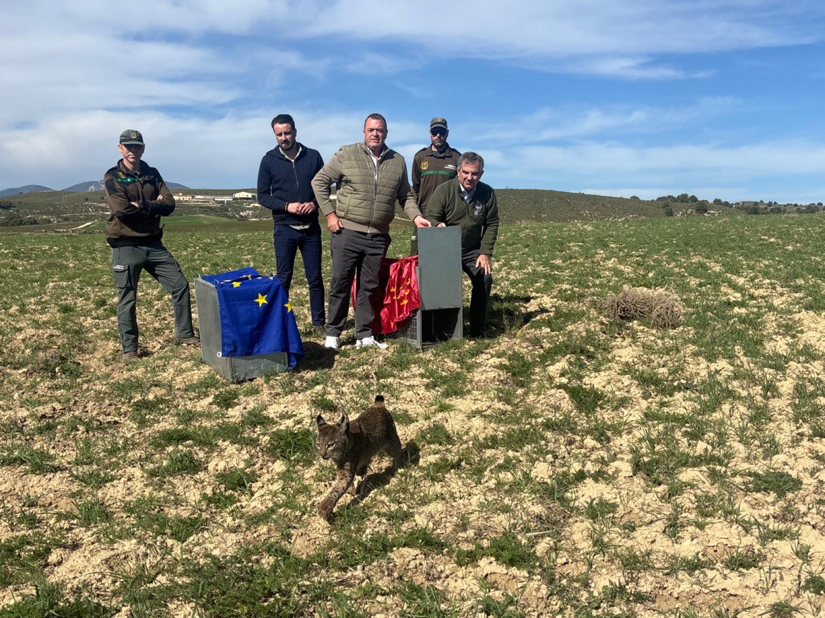 Otros cuatro ejemplares de lince ibérico son liberados en las Tierras Altas de Lorca