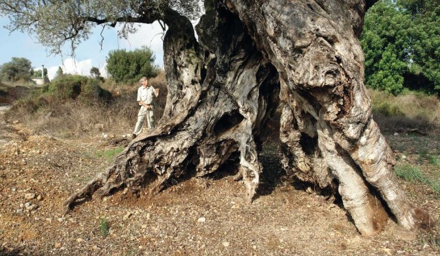 Olivos de Castellón: El secreto del paisaje milenario