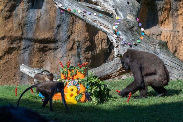 Una enorme tarta de fruta, verdura y helados para la gorila Virunga de Bioparc en su 8º cumpleaños