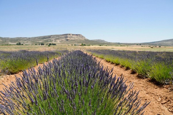 La Comunidad aporta 5,5 millones a los agricultores para reconvertir sus cultivos en ecológicos