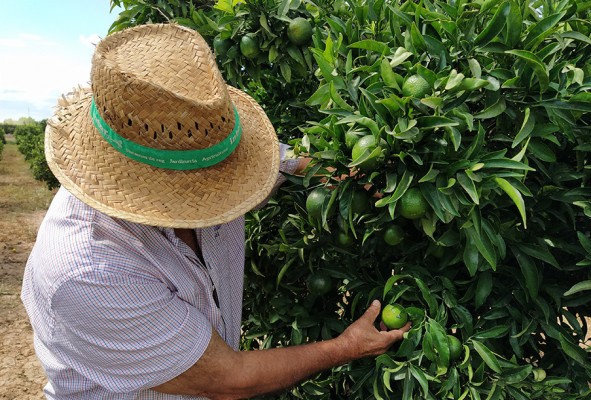 AVA-Asaja pide que no se sancione a agricultores si hay inmigrantes que falsifican su identidad para ser contratados
