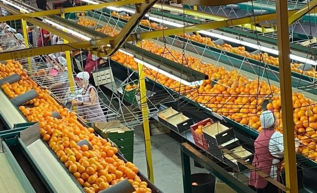 Impulso a las cooperativas de cítricos: Green Fruits, que integra Soex 2 de Moncofa, se alía con  Coalmar