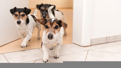Tecnología para los 'pet parents'