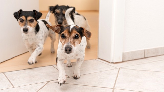 Tecnología para los 'pet parents'