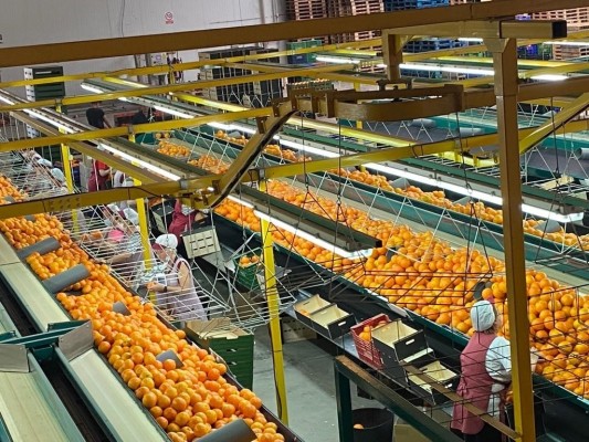 Green Fruits firma un acuerdo para gestionar cinco millones de kilos de cítricos de Coalmar