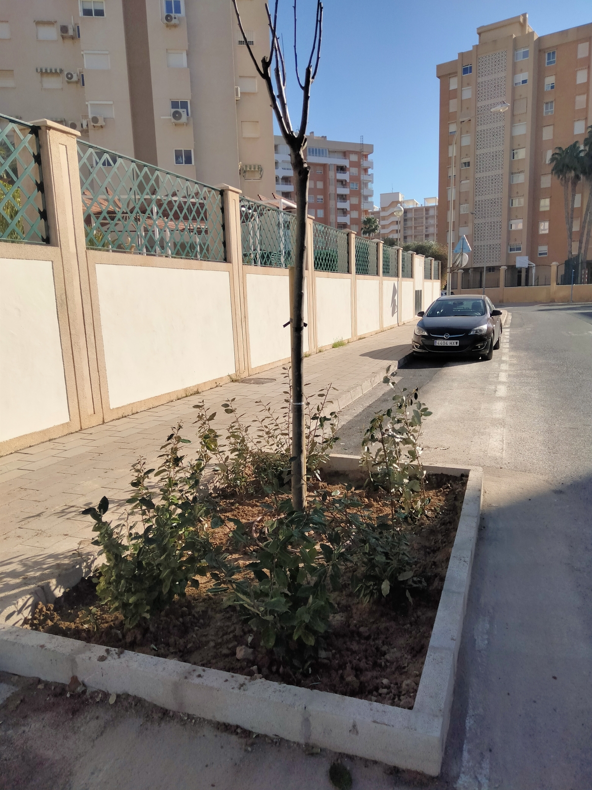 Alicante genera sombrajes en la avenida de Gijon con arbolado de gran copa