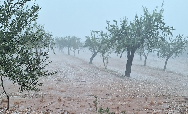 Las lluvias torrenciales causan daños en la almendra, oliva y cítricos de la Plana Alta