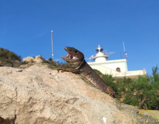 El lagarto bético, una especie única en el mundo, habita en la Isla de Escombreras
