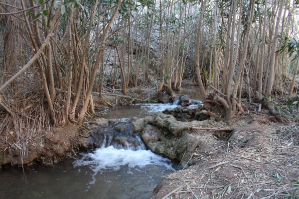 Organizan una ruta de voluntariado ambiental en el río Chícamo para conservar su Reserva Natural Fluvial