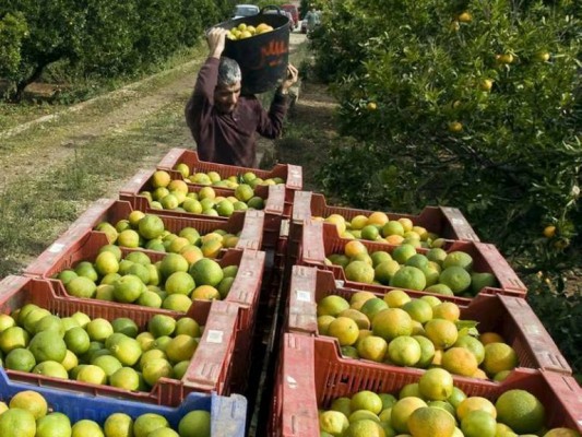 AVA estima en 240 millones las pérdidas en los cítricos por el veto a Rusia durante 10 años
