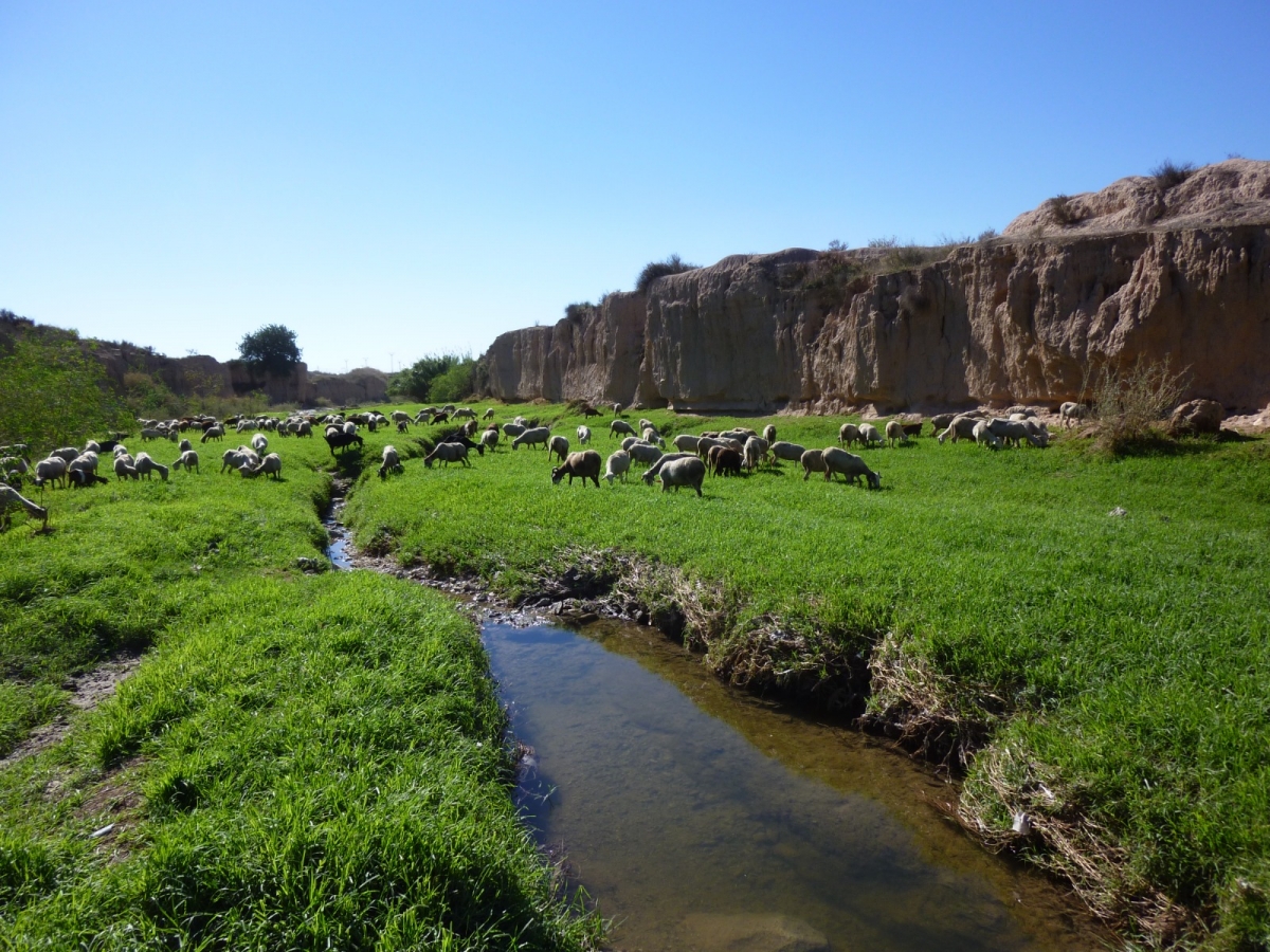 El PGE de Alicante prevé la restauración ambiental de barrancos para prevenir inundaciones