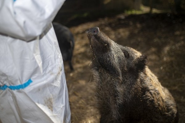 Aragón, la Comunitat Valenciana y Cataluña se reunirán para abordar conjuntamente la peste porcina