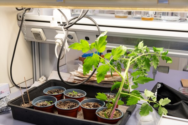 Descubren un regulador que modula el crecimiento de las plantas ante la falta de luz